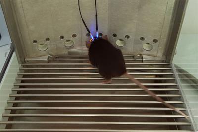 Optogenetic Manipulation with Five-Choice Serial Reaction Time Task to Examine Impulsive Behavior 2