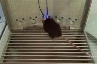 Optogenetic Manipulation with Five-Choice Serial Reaction Time Task to Examine Impulsive Behavior 2