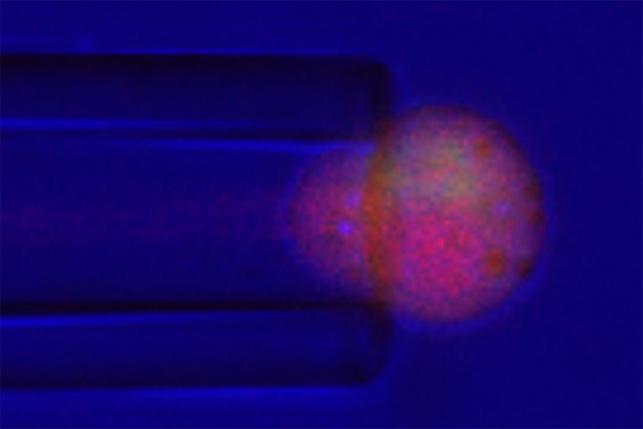 Chondrocyte