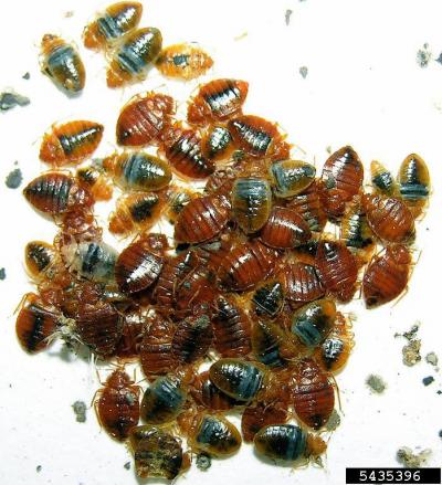 Bed Bugs