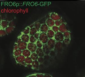 Microscopy FRO6 Arabidopsis