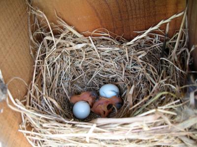 Nest