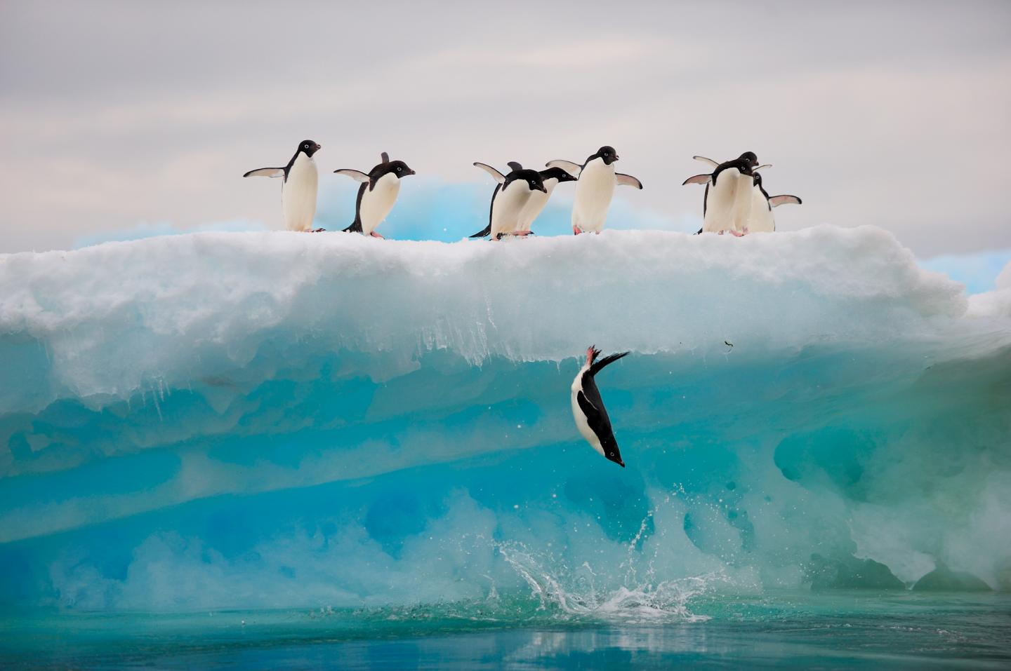Adelie Penguins