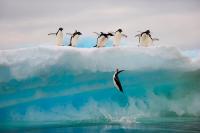 Adelie Penguins