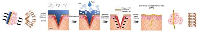 Schematic illustration of the mechanism by which the transdermal bioelectrode achieves structural adaptability through effervescence-induced modulus transformation, thereby relieving mechanical stress on surrounding cells and tissues