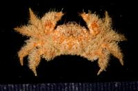 Pilumnus tahitensis
