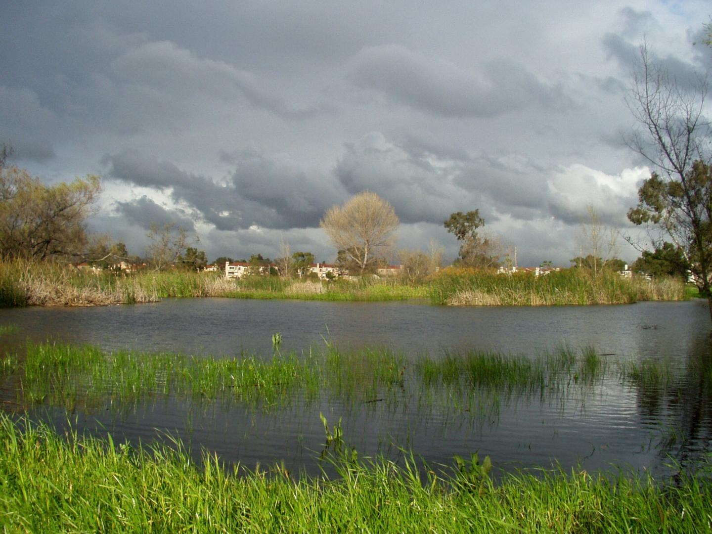 Madrona Marsh Preserve