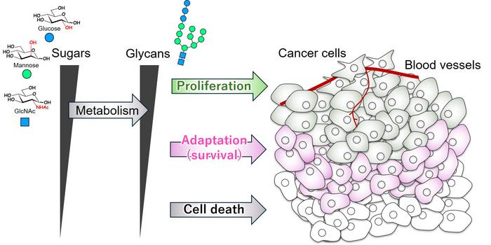 Mannose metabolic pathway senses glucose supply and regulates cell fate