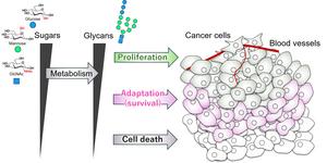 Mannose metabolic pathway senses glucose supply and regulates cell fate