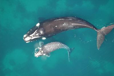 Mother and Calf Preparing to Migrate