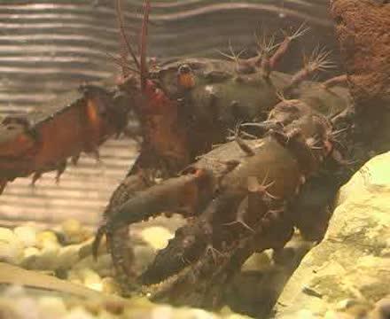 Temnocephalan Worms Attached to Crayfish