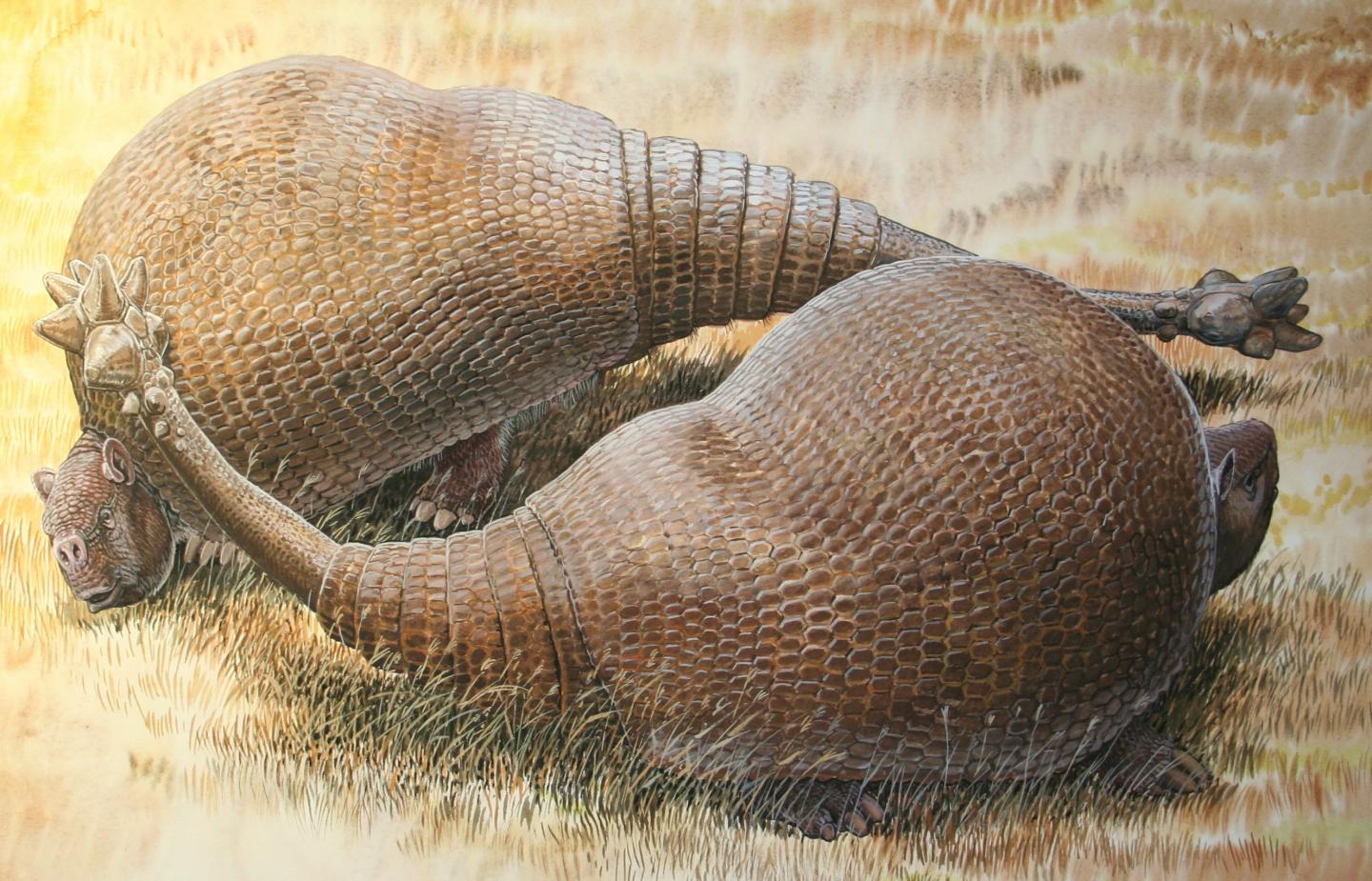 <i>Doedicurus clavicaudatus</i>
