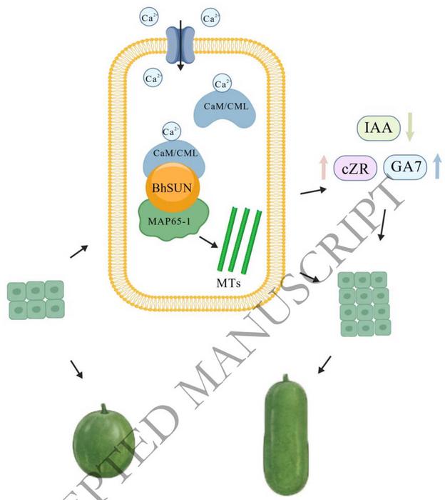 Proposed model for BhSUN-mediated regulation of fruit shape in wax gourd.
