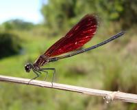Damselfly War Games
