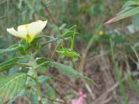 A Grasshopper Turns Away as it is Deterred by Ants Feeding on Nectar Surrounding a Passionflower