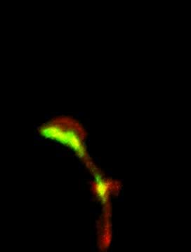 Video Asymmetric Segregation