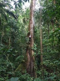 Giant Ceiba