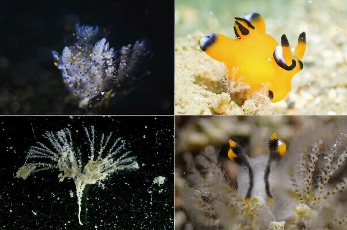 Living specimens of bryozoan with Thecacera species