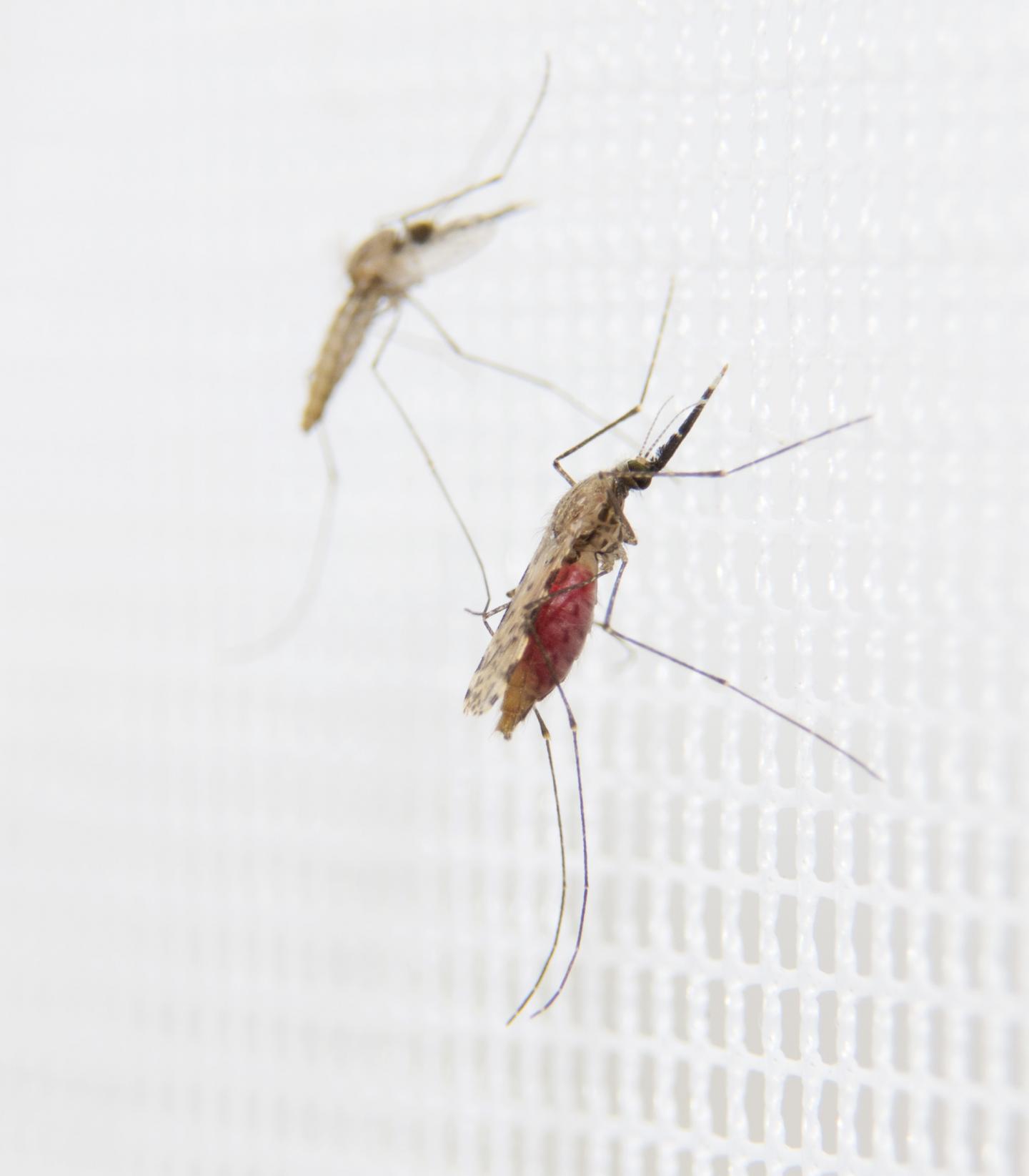 Malaria Mosquito of the Species <i>Anopheles gambiae</i>