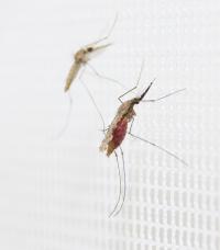 Malaria Mosquito of the Species <i>Anopheles gambiae</i>