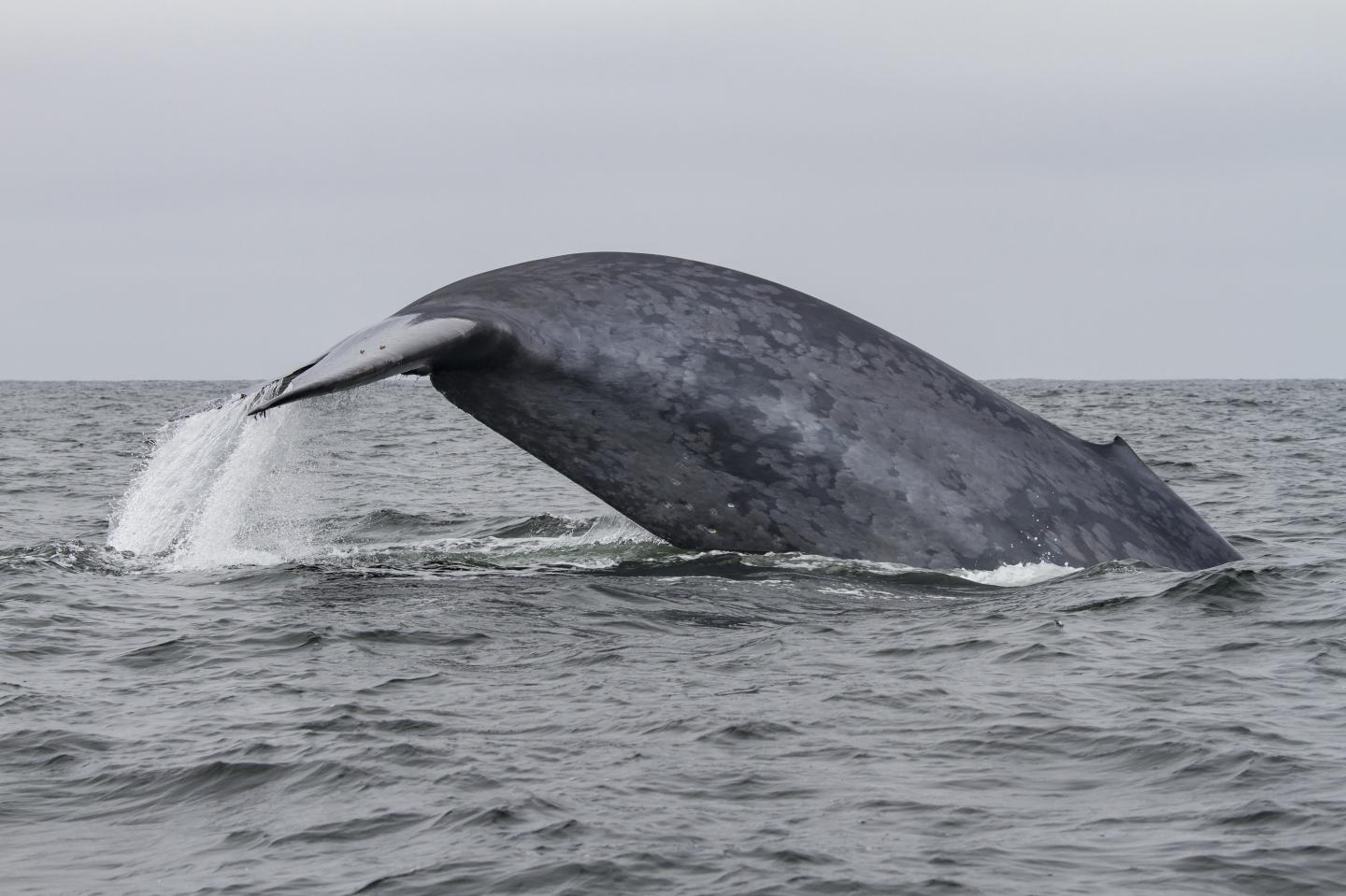 Blue Whale (2 of 2)