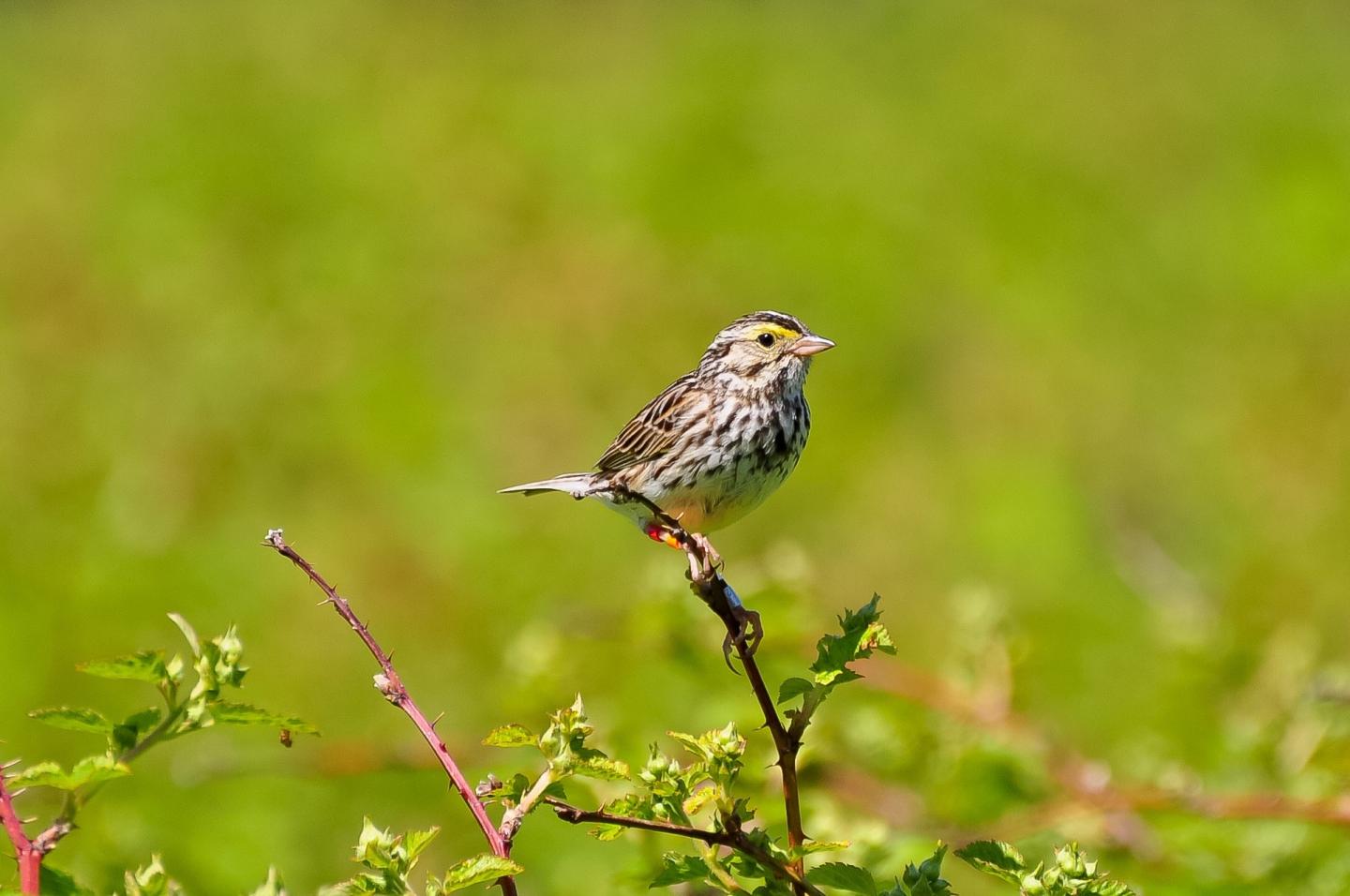 Savannah Sparrows
