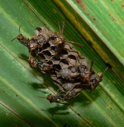 Social Wasps (1 of 2)