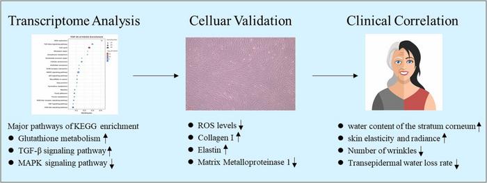 Graphical Abstract