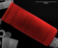 Diatom Red