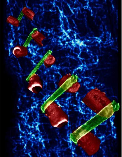 Stretch and Spark of a Beating Heart Cell (1 of 7)
