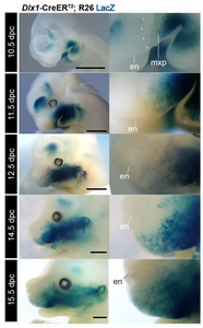 Embryonic mice with cells of the maxillary prominence in blue.