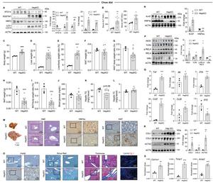 Hepatocyte-specific ATG14 deficiency leads to autophagy impairment, hepatomegaly and liver injury under normal dietary conditions.