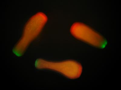 <i>Acropora millepora</i> Larvae