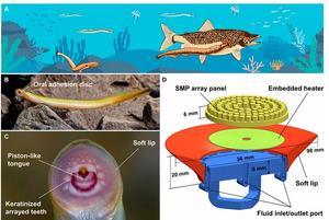Bioinspired design and prototype of an SMP-enhanced amphibious suction disc
