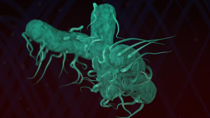 <I>Salmonella</I>