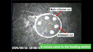 Watch a wood mouse use its sense of smell to evaluate chestnuts