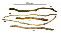 Chimp Tools