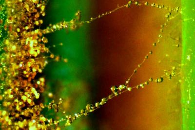 Bacterial Bridge