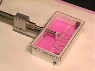 Muscle Being Engineered in Lab