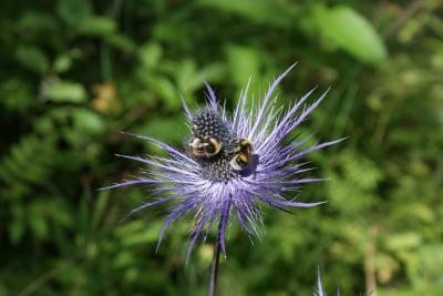 <i>Erygium alpinum </i>