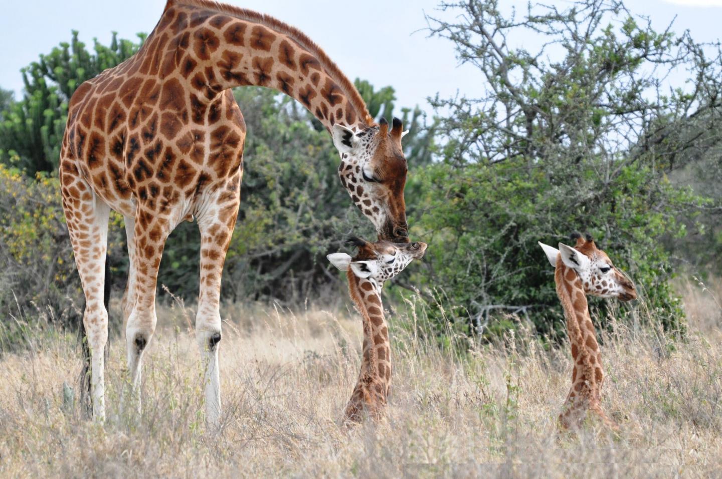 Giraffes