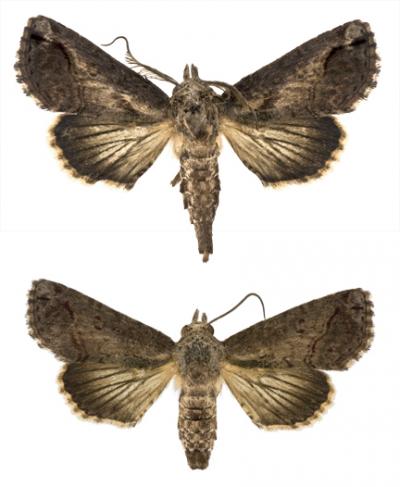 New <i>Paectes</i>