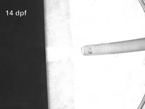 Zebrafish Avoid Carbon Dioxide