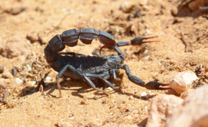 A Moroccan fat tail scorpion