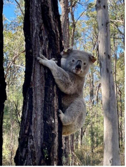 Koala