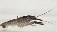Crayfish without music