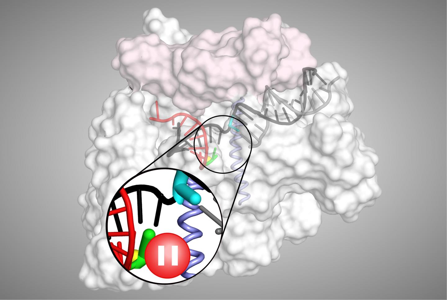 Transcriptional Pause