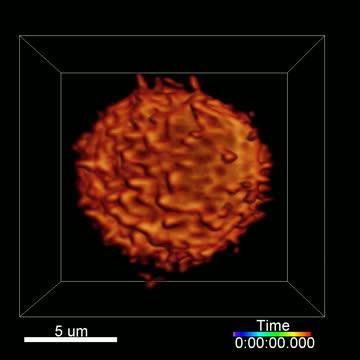 T Cell Tentacles in Action