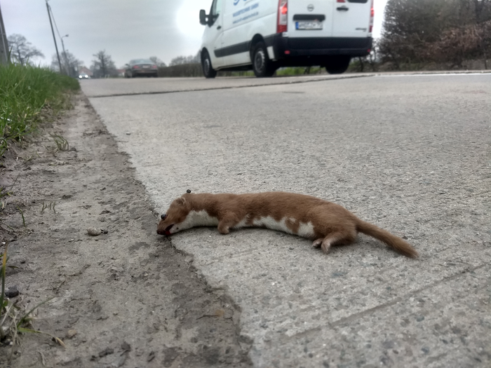 The road is a dangerous place for animals
