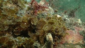 Microzonia velutina